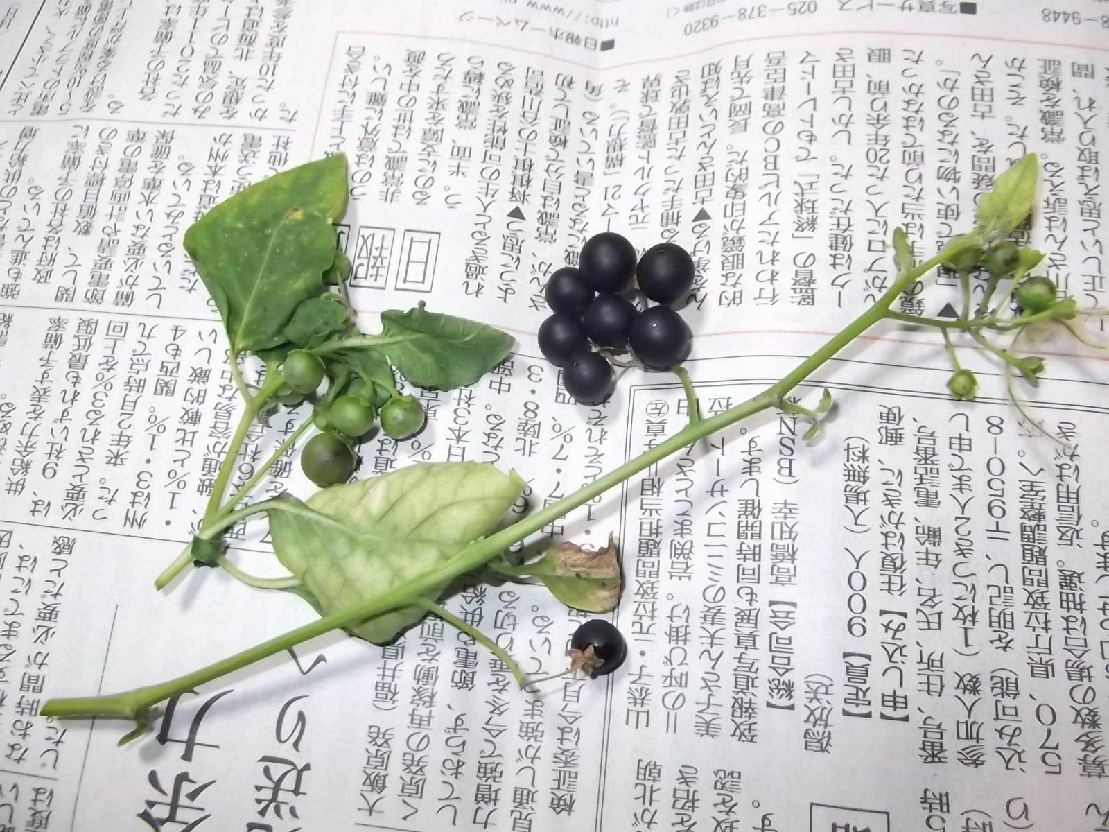 a0203003_20592431.jpg