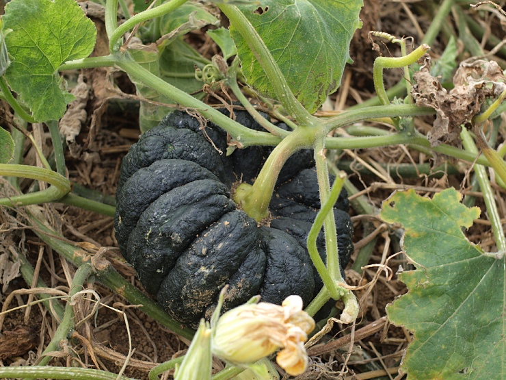 c0187503_16421010.jpg