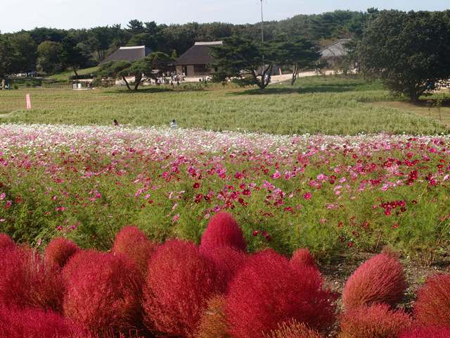 e0018604_7291783.jpg