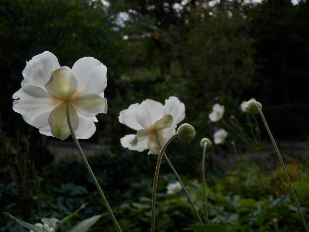 c0062511_1338524.jpg