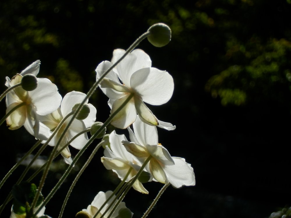 c0062511_8163692.jpg