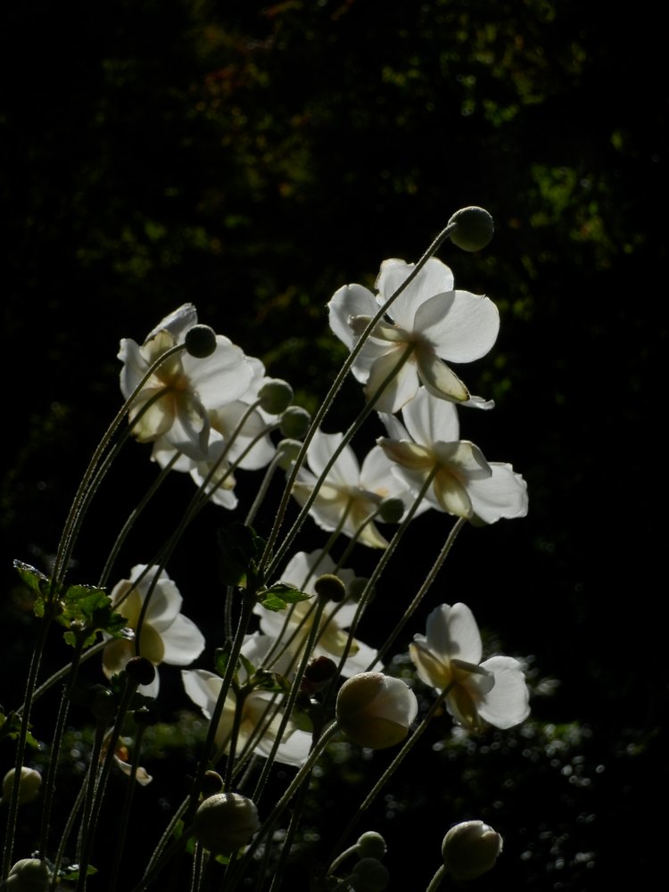 c0062511_817418.jpg