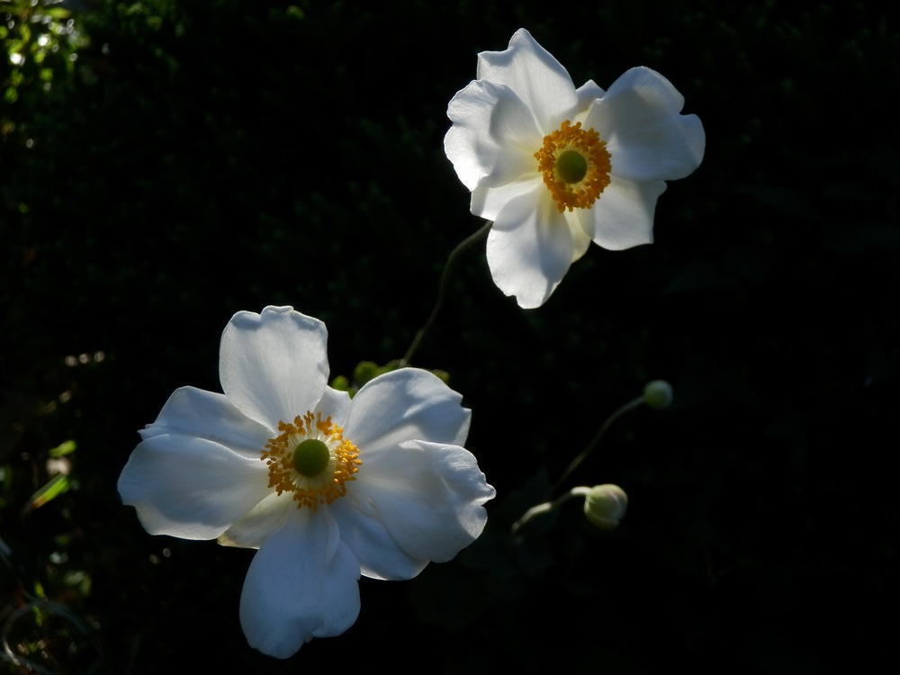 c0062511_818635.jpg