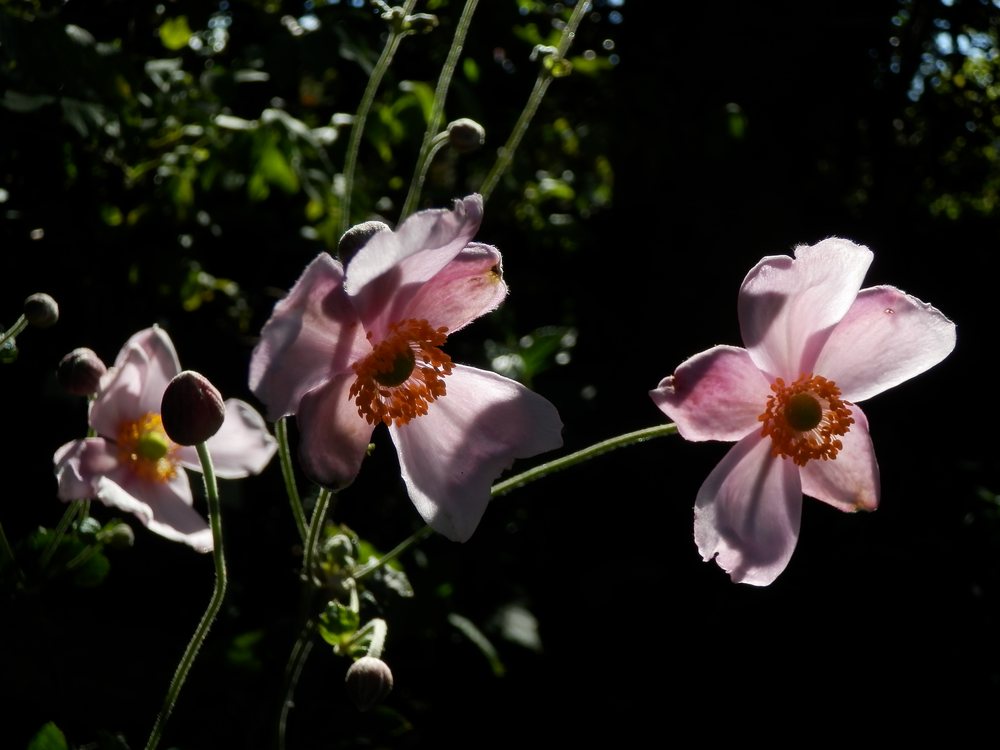 c0062511_844128.jpg