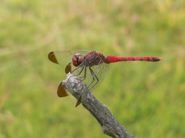 e0002314_2052414.jpg