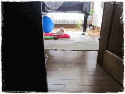 b0167519_9484775.gif