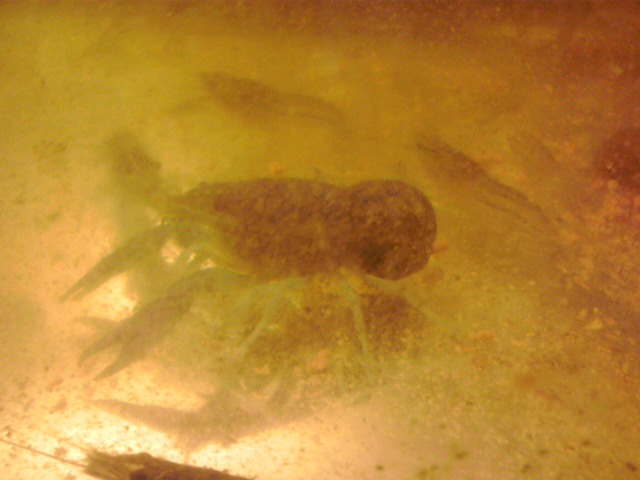 a0291521_8553397.jpg