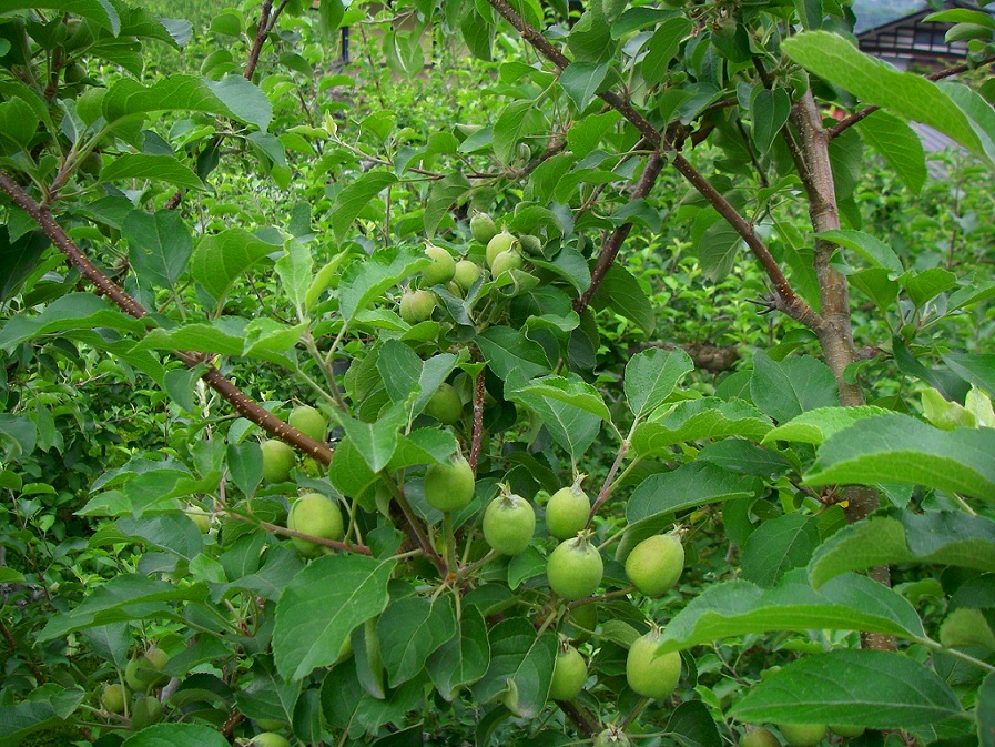 b0062024_14161086.jpg
