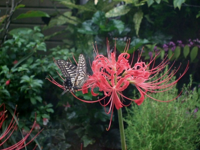 b0082125_9533292.jpg