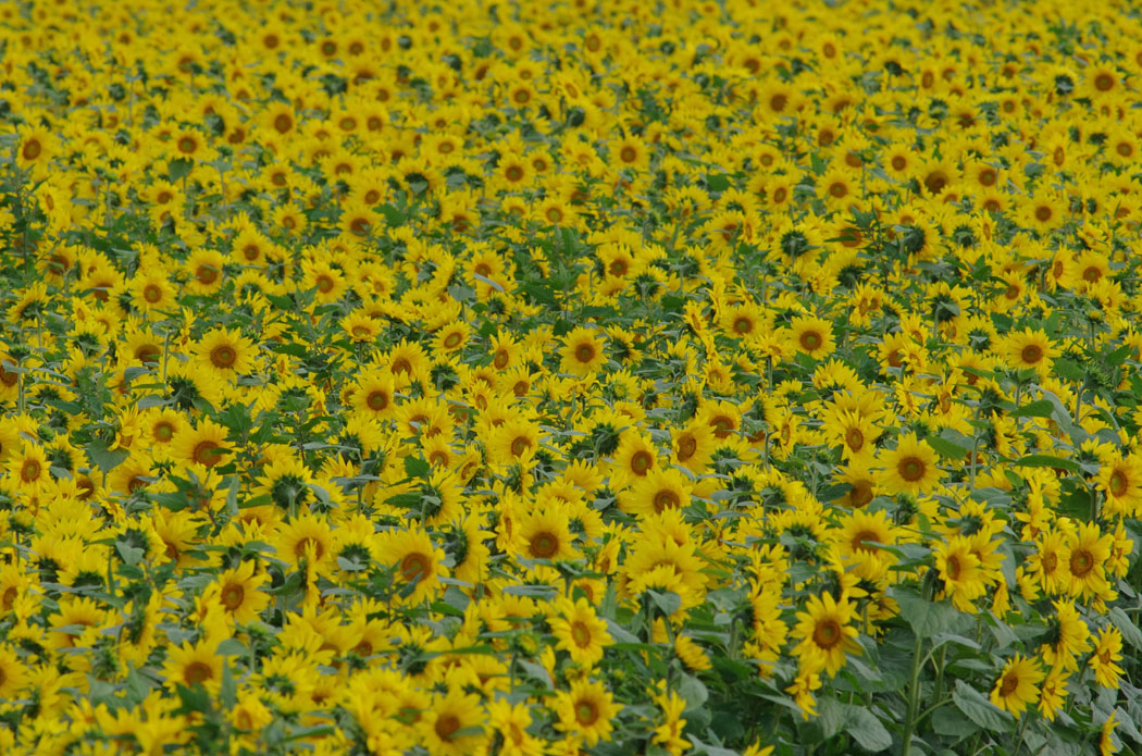 b0247838_8564722.jpg