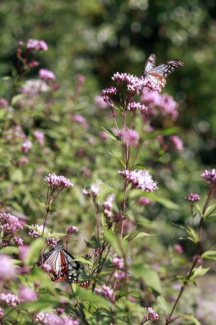 e0083238_050455.jpg