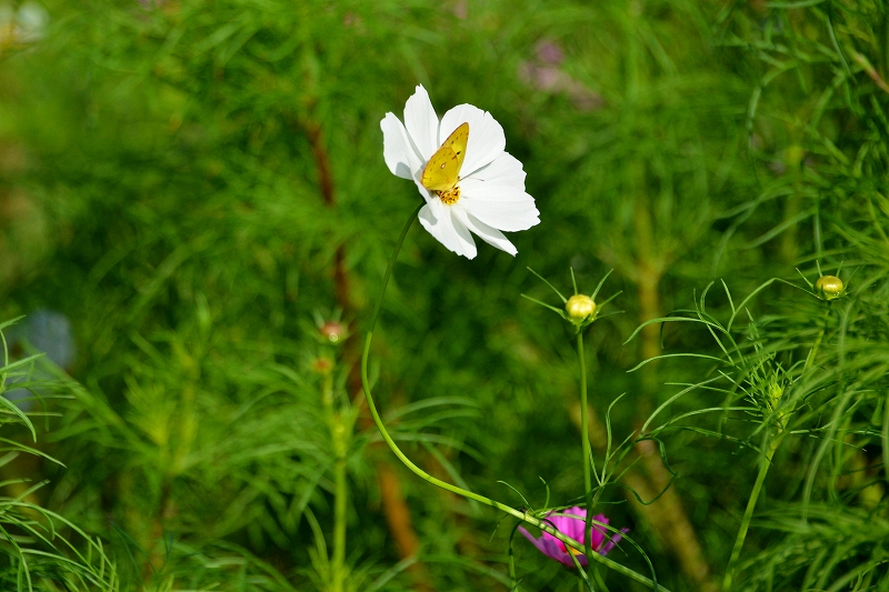 c0220040_22335654.jpg