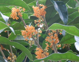 e0172950_21201984.jpg