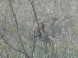 e0172950_21224990.jpg