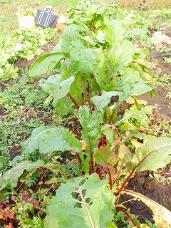 e0004756_21363467.jpg