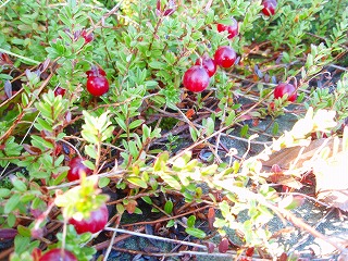 e0004756_2139353.jpg