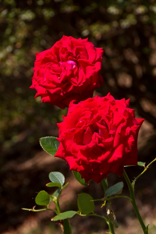 f0044056_8543076.jpg