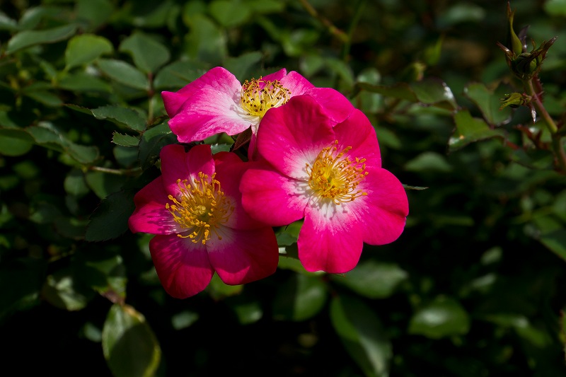 f0044056_8564513.jpg
