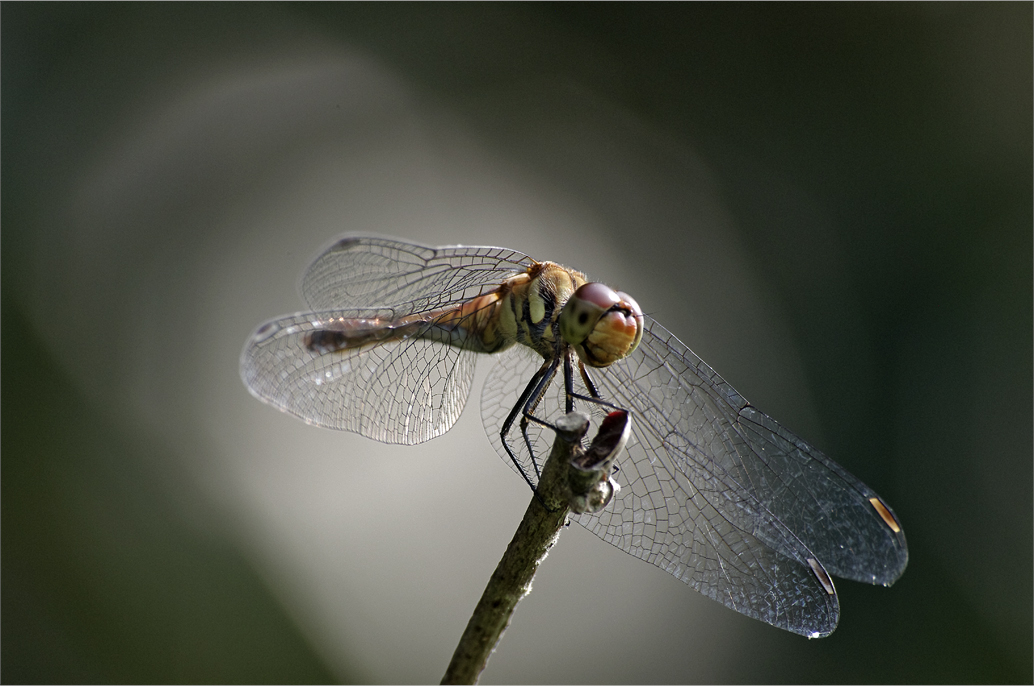d0209988_20494817.jpg