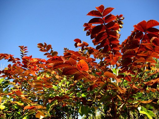 c0213598_1829272.jpg