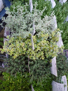 c0167112_20104096.jpg
