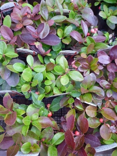 c0167112_20111765.jpg