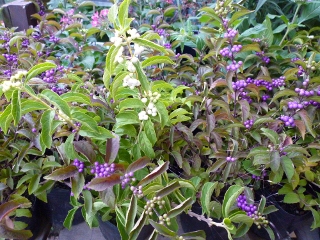 c0167112_209330.jpg