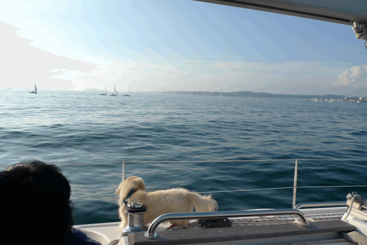 e0157816_955289.gif
