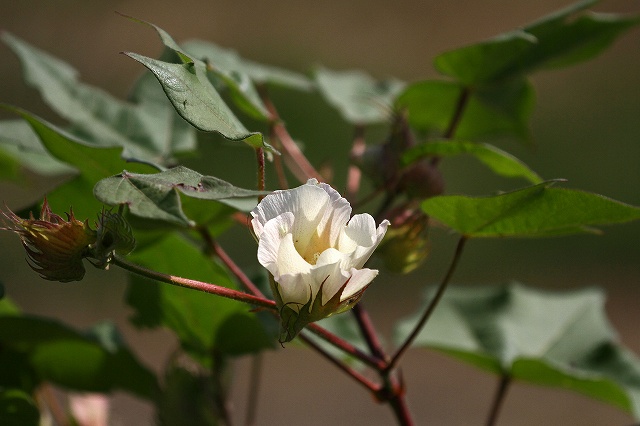 a0242438_1984778.jpg