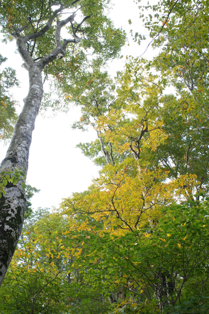 f0214649_1527782.jpg