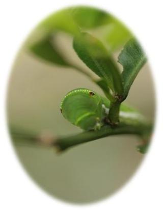 c0186463_2393797.jpg