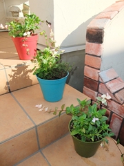 f0201565_11111128.jpg