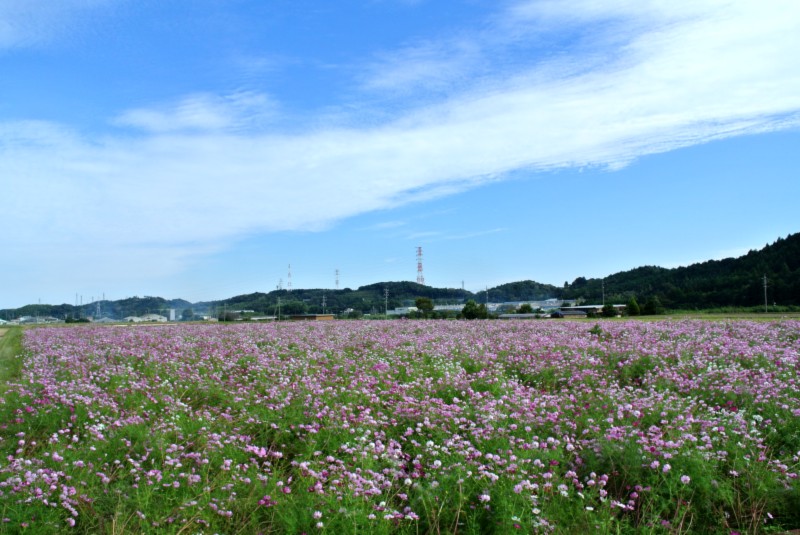 e0192781_0484430.jpg