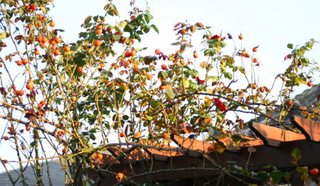 e0154682_22252348.jpg