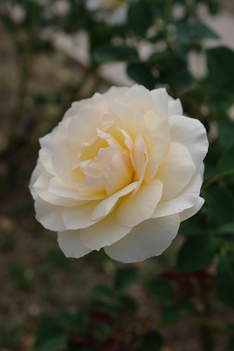 b0119493_259761.jpg