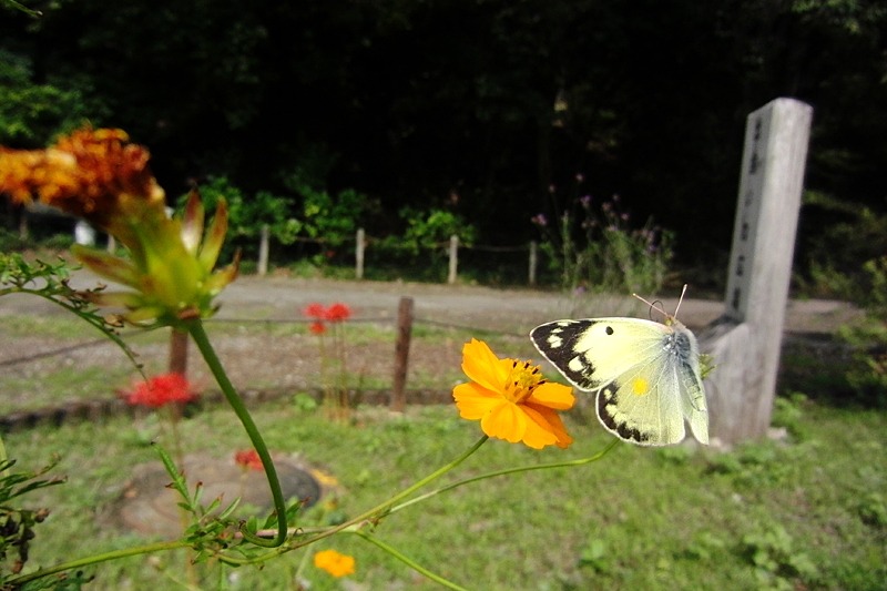 b0194593_2352620.jpg