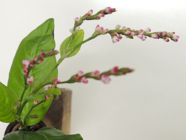 f0229926_0441945.jpg