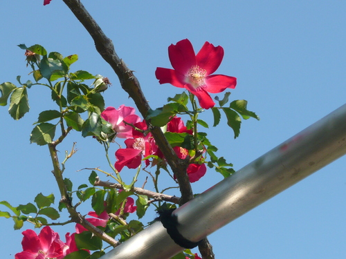 c0009528_22275029.jpg