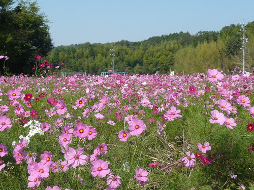 c0009528_2227647.jpg