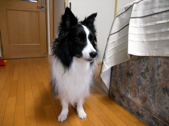 d0059230_8121883.jpg