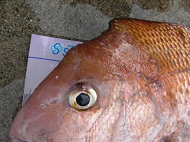 a0132631_12255386.jpg