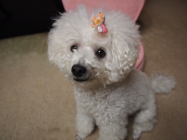 c0117239_11551990.jpg