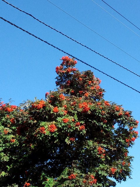 c0117239_12263974.jpg