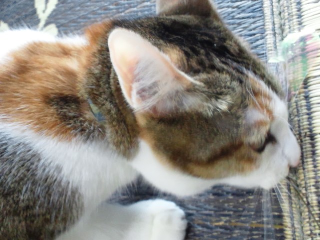 c0194042_2114331.jpg
