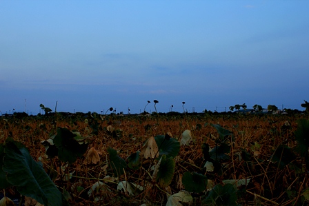 d0163550_2294694.jpg