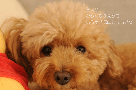 c0196673_1042550.gif