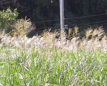 e0023790_23292294.jpg