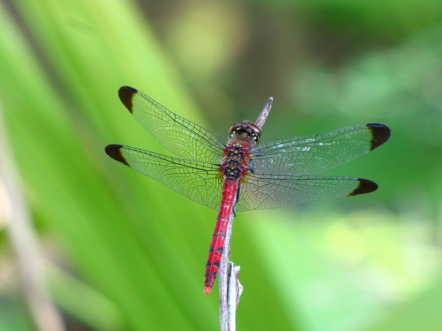 d0037110_20152354.jpg