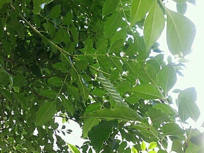 a0275715_014876.jpg