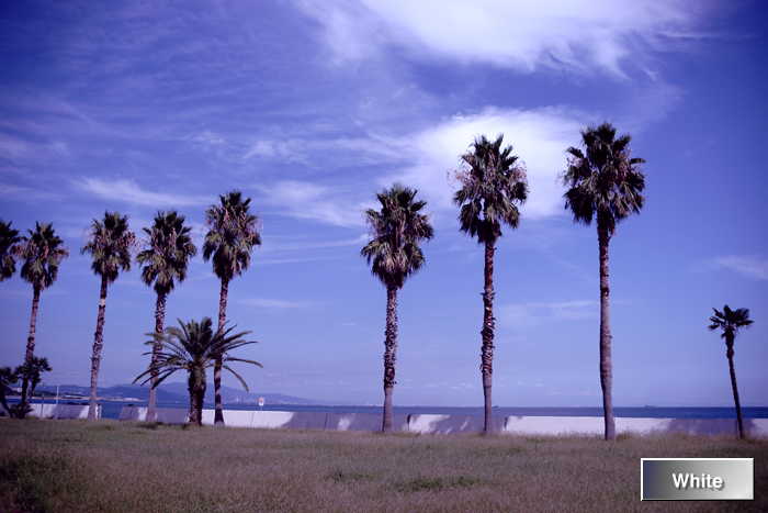 c0227134_6563421.jpg
